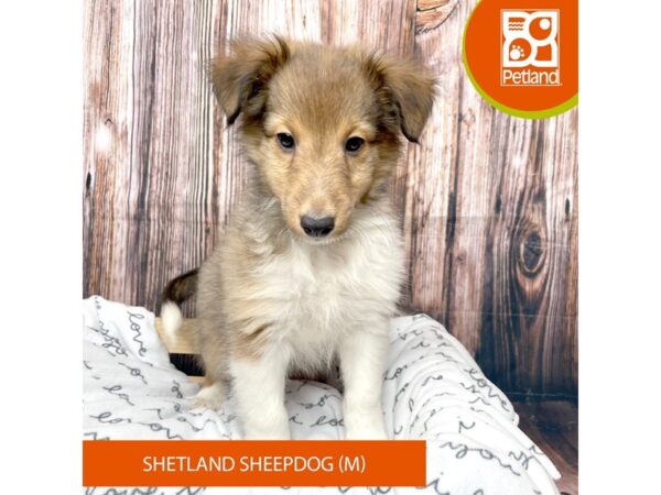 Shetland Sheepdog DOG Male Sable 17664 Petland Fairfield, Ohio