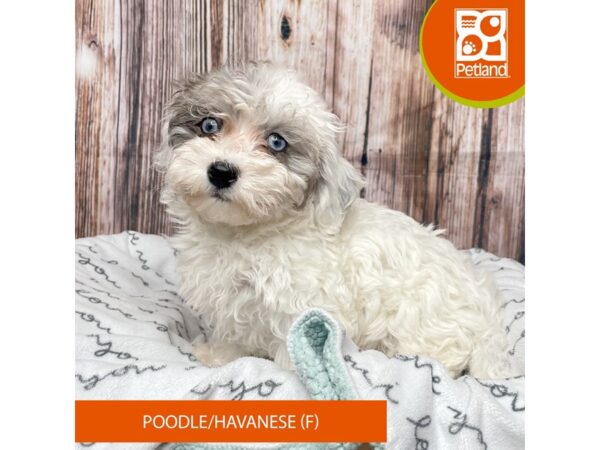 Poodle/Havanese DOG Female Blue / White 17663 Petland Fairfield, Ohio