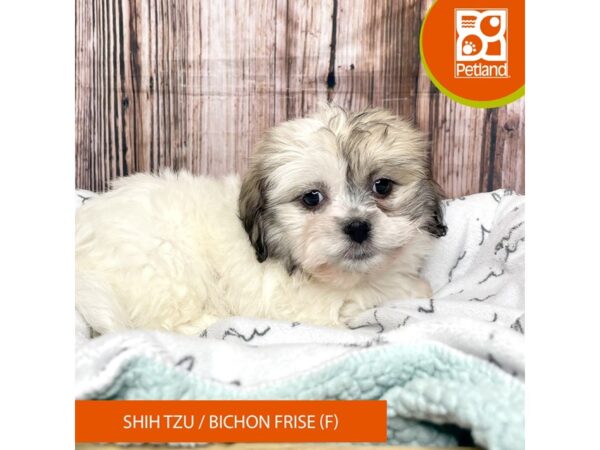 Shih Tzu/Bichon Frise-Dog-Female-Brown / White-17662-Petland Fairfield, Ohio