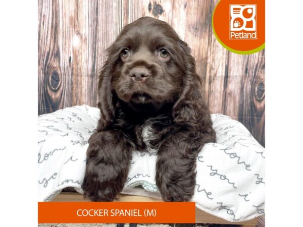 Cocker Spaniel DOG Male Chocolate 17661 Petland Fairfield, Ohio