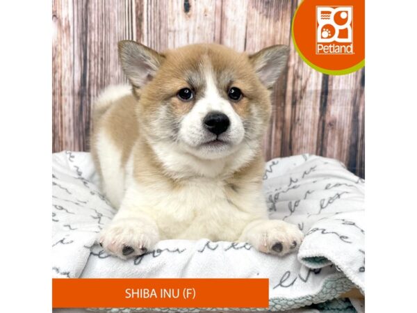 Shiba Inu DOG Female Red Sesame / White 17660 Petland Fairfield, Ohio