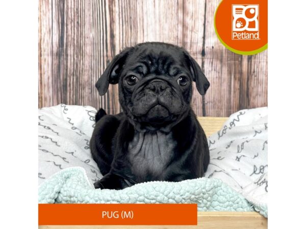 Pug DOG Male Black 17659 Petland Fairfield, Ohio