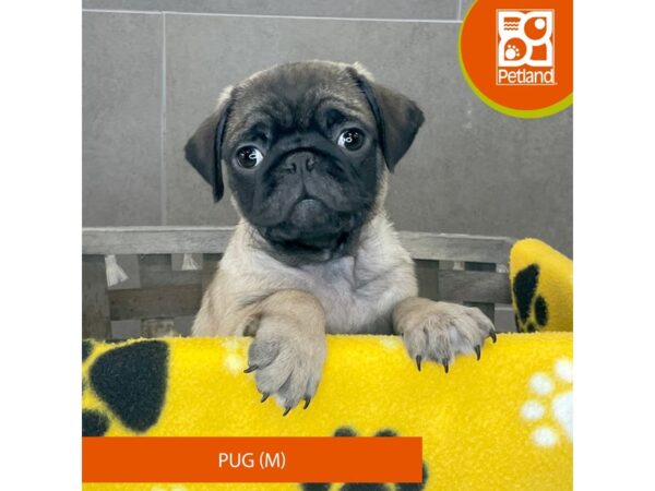 Pug DOG Male Fawn 77782 Petland Fairfield, Ohio