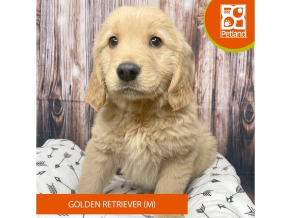 Golden Retriever DOG Male Golden 17679 Petland Fairfield, Ohio