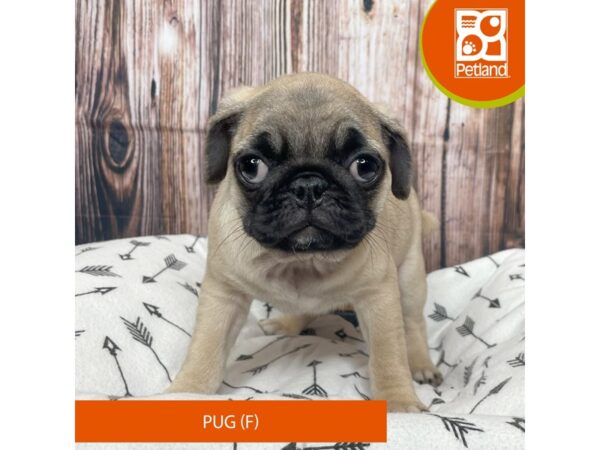 Pug-DOG-Female-Fawn-17678-Petland Fairfield, Ohio