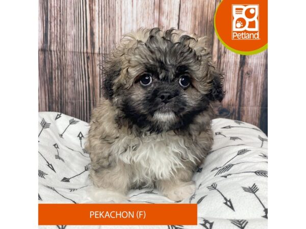 Pekachon DOG Female Fawn Sable 17675 Petland Fairfield, Ohio