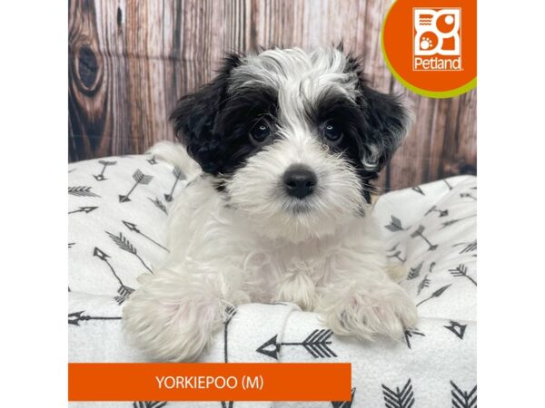 Yorkiepoo-DOG-Male-Black / White-17674-Petland Fairfield, Ohio