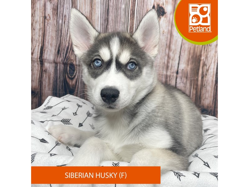 Siberian Husky-Female-Agouti / White-4030270-Petland Fairfield