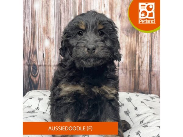 Aussiedoodle DOG Female Black / Tan 17672 Petland Fairfield, Ohio