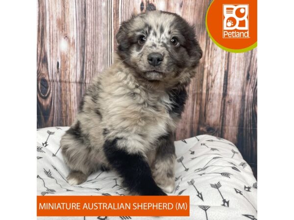 Miniature Australian Shepherd DOG Male Blue Merle 17671 Petland Fairfield, Ohio