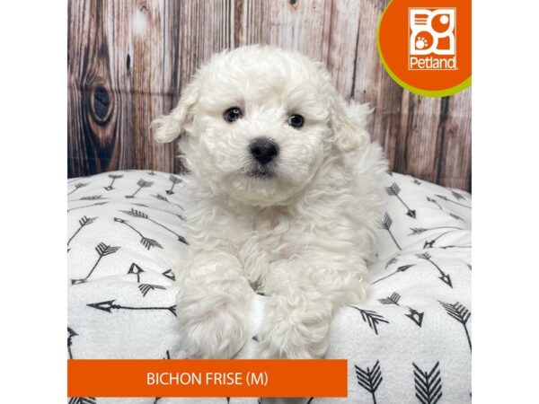 Bichon Frise Dog Male White 17670 Petland Fairfield, Ohio