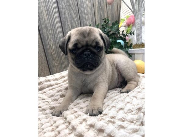 Pug Dog Male Fawn 17686 Petland Fairfield, Ohio