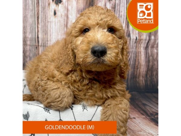 Goldendoodle DOG Male Red 17693 Petland Fairfield, Ohio