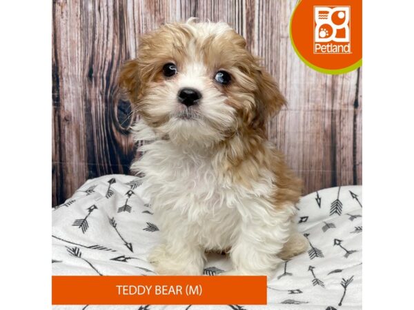 Teddy Bear Dog Male White / Buff 17692 Petland Fairfield, Ohio