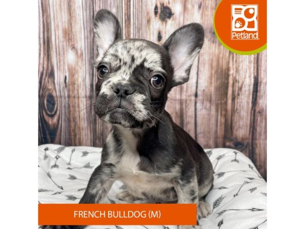 French Bulldog DOG Male Black Merle 17691 Petland Fairfield, Ohio