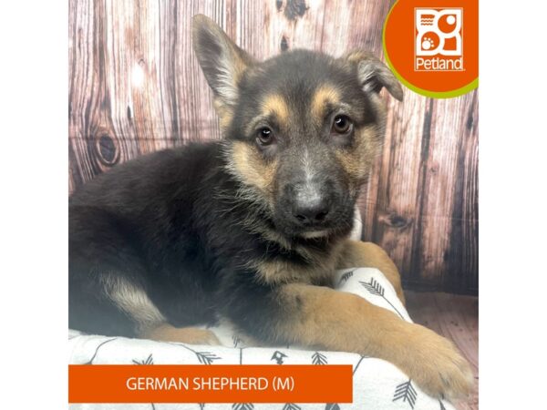 German Shepherd Dog-Dog-Male-Black / Tan-17688-Petland Fairfield, Ohio