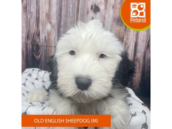 Old English Sheepdog DOG Male Black / White 17687 Petland Fairfield, Ohio