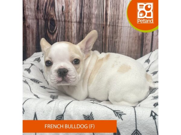 French Bulldog DOG Female Honey 17685 Petland Fairfield, Ohio