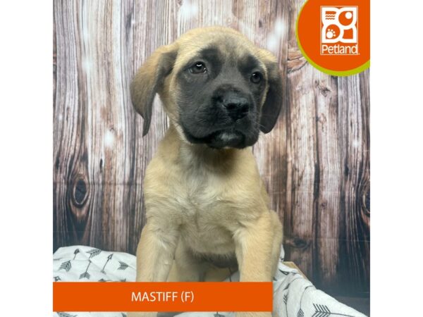 Mastiff Dog Female Fawn 17683 Petland Fairfield, Ohio