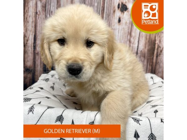 Golden Retriever-Dog-Male-Golden-17680-Petland Fairfield, Ohio