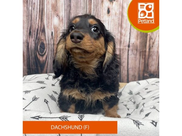 Dachshund DOG Female Black / Tan 17677 Petland Fairfield, Ohio