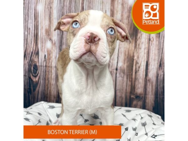 Boston Terrier DOG Male Red Merle 17709 Petland Fairfield, Ohio