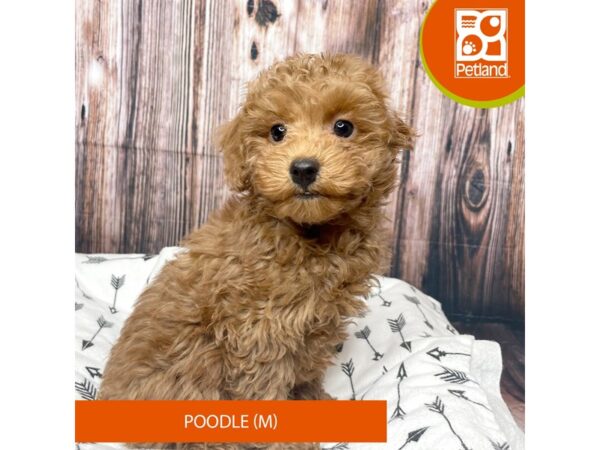 Poodle-DOG-Male-Red-17705-Petland Fairfield, Ohio