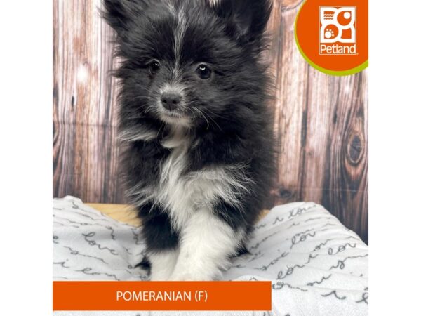 Pomeranian-DOG-Female-Black-17701-Petland Fairfield, Ohio