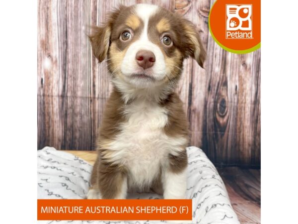 Miniature Australian Shepherd-DOG-Female-Red Tan / White-17699-Petland Fairfield, Ohio