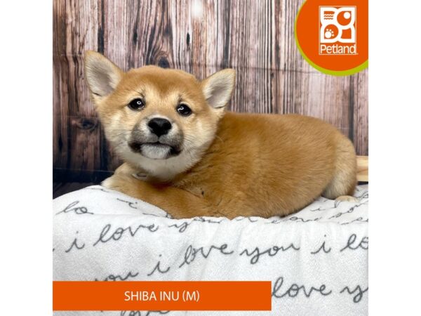 Shiba Inu DOG Male Red Sesame 17698 Petland Fairfield, Ohio