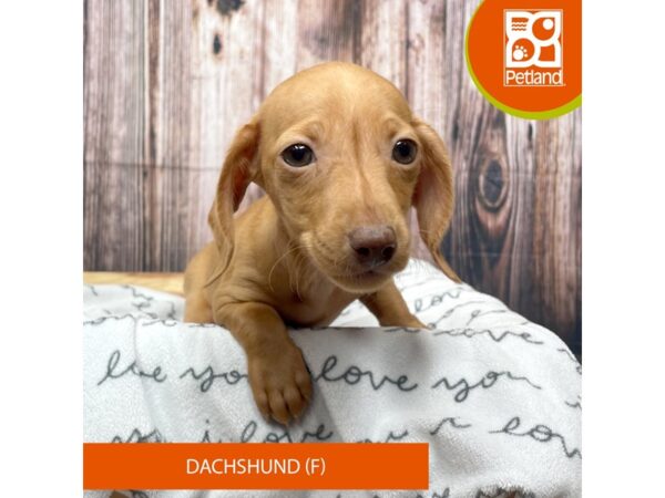 Dachshund-Dog-Female-Red-17696-Petland Fairfield, Ohio