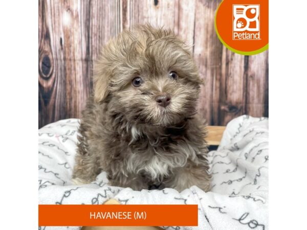 Havanese Dog Male Sable 17695 Petland Fairfield, Ohio