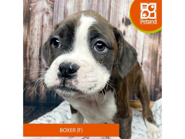 Boxer-Dog-Female-Brindle / White-17700-Petland Fairfield, Ohio