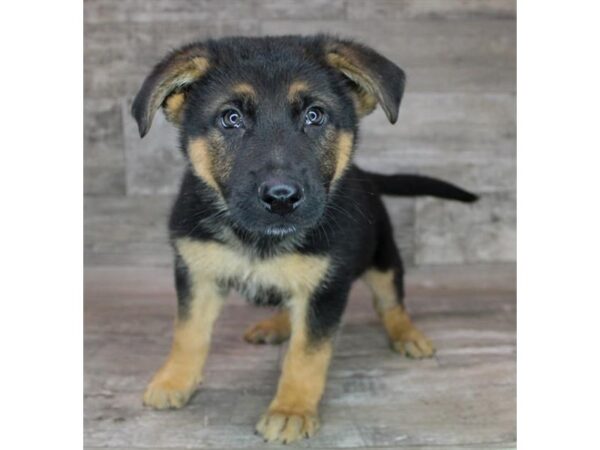 German Shepherd Dog Dog Male Black / Tan 17722 Petland Fairfield, Ohio