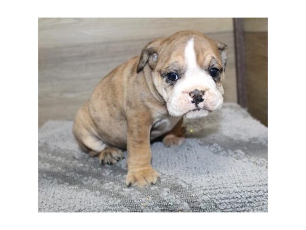 Beabull-Dog-Female-Fawn Brindle-17726-Petland Fairfield, Ohio