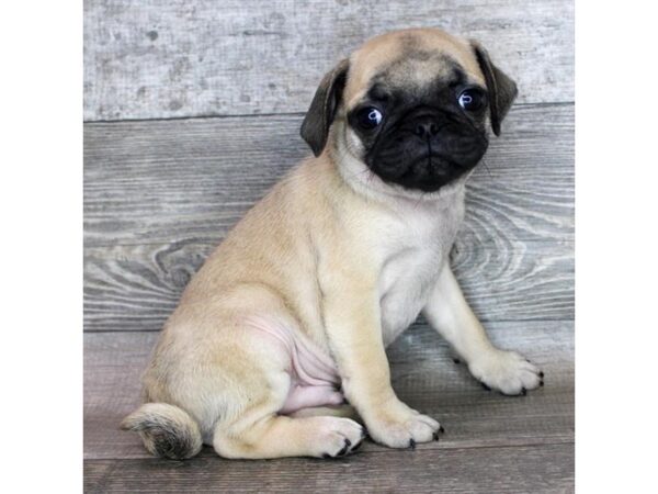 Pug-Dog-Male-Fawn-17731-Petland Fairfield, Ohio