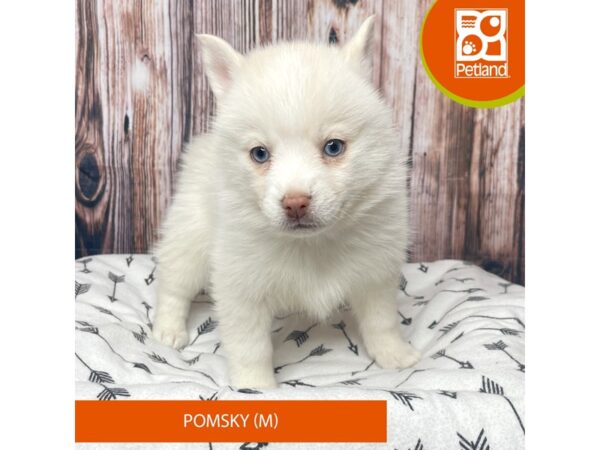 Pomsky Dog Male White 17719 Petland Fairfield, Ohio