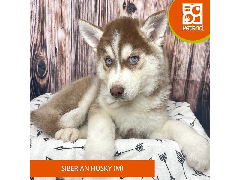 Siberian Husky-Male--4060878-Petland Fairfield
