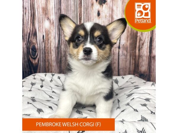 Pembroke Welsh Corgi Dog Female 17712 Petland Fairfield, Ohio