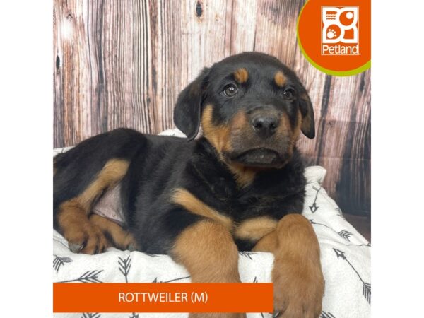 Rottweiler-Dog-Male-Black / Rust-17713-Petland Fairfield, Ohio