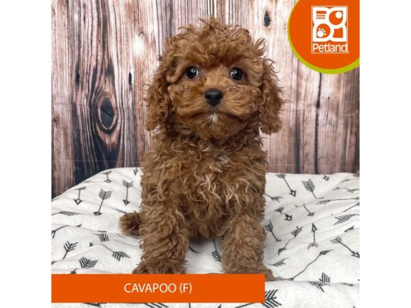 Cavapoo-Dog-Female-Red-17714-Petland Fairfield, Ohio