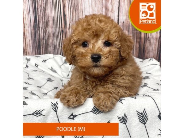 Poodle-Dog-Male-Red-17729-Petland Fairfield, Ohio