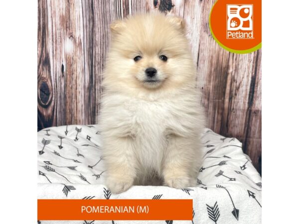 Pomeranian Dog Male Sable 17728 Petland Fairfield, Ohio