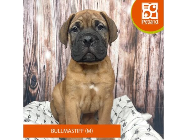 Bullmastiff-Dog-Male-Red-17727-Petland Fairfield, Ohio