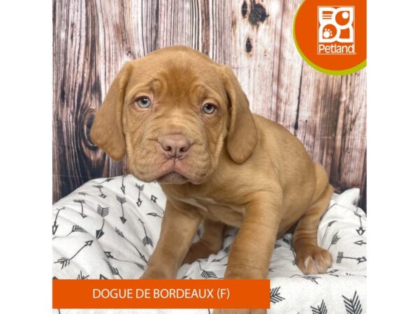 Dogue de Bordeaux Dog Female Red 17720 Petland Fairfield, Ohio