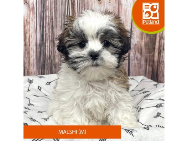 Malshi Dog Male Gold / White 17723 Petland Fairfield, Ohio