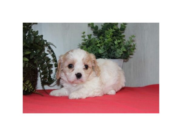 Cavachon Dog Male Blenheim 17739 Petland Fairfield, Ohio