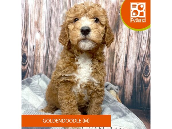 Goldendoodle Dog Male Cream 17738 Petland Fairfield, Ohio