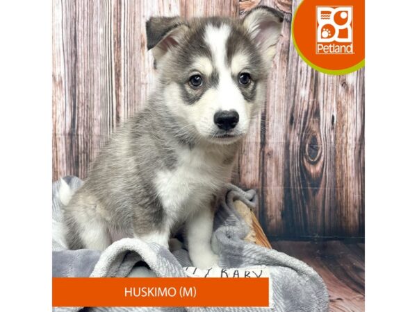 Huskimo Dog Male Black / White 17737 Petland Fairfield, Ohio