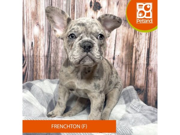 Frenchton-Dog-Female-Blue Merle-17733-Petland Fairfield, Ohio